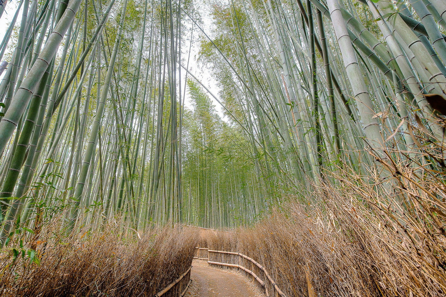 Bamboo Forest Kyoto Japan