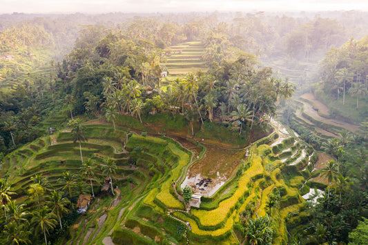 Tegalalang Rice Terrace Ubud Bali Indonesia